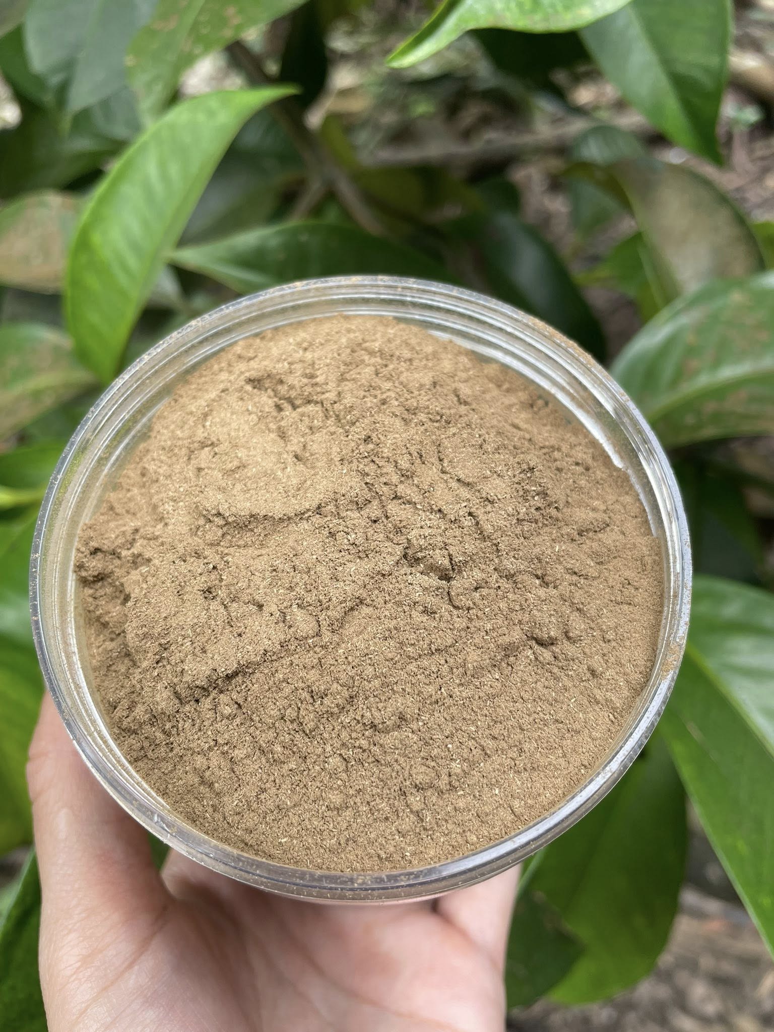 Khám Phá Bột Kiến Kim Nguyên Chất – Hương Thơm Đỉnh Cao Của Trầm Hương